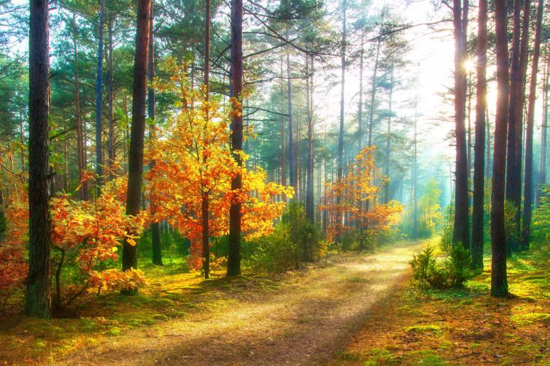 Scenery autumn forest. Sunny woodland. October nature landscape. Beautiful bright forest in sunlight.